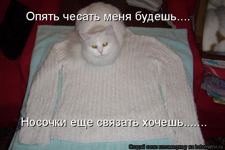 Опять чесать меня будешь.... Носочки еще связать хочешь.......... Котоматрица: Опять чесать меня будешь.... Носочки еще связать хочешь.......