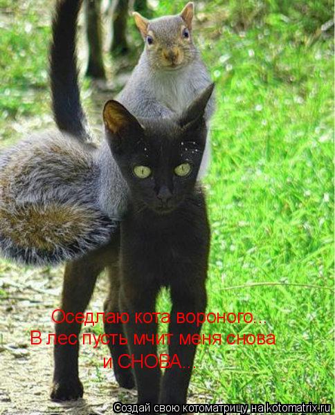 Котоматрица: Оседлаю кота вороного... В лес пусть мчит меня снова и СНОВА...
