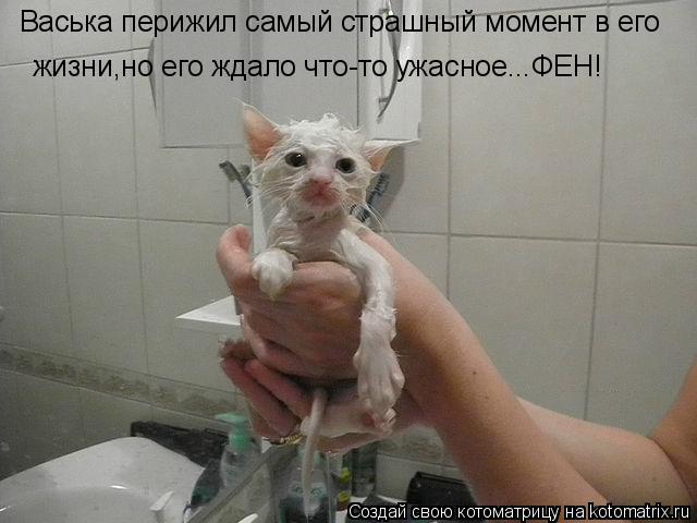 Котоматрица: Васька перижил самый страшный момент в его  жизни,но его ждало что-то ужасное...ФЕН!