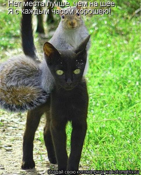 Котоматрица: Я с каждым часом хорошею! - Нет места лучше, чем на шее,