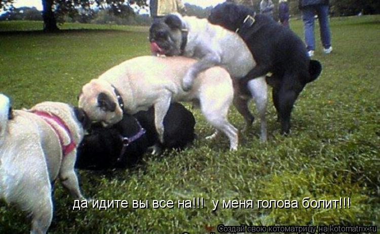 Котоматрица: да идите вы все на!!!  у меня голова болит!!!