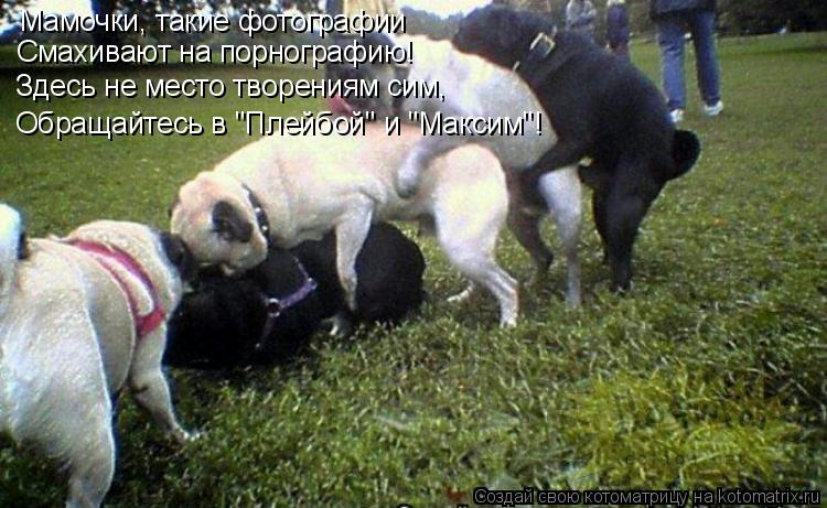 Котоматрица: Мамочки, такие фотографии Смахивают на порнографию! Здесь не место творениям сим, Обращайтесь в "Плейбой" и "Максим"!