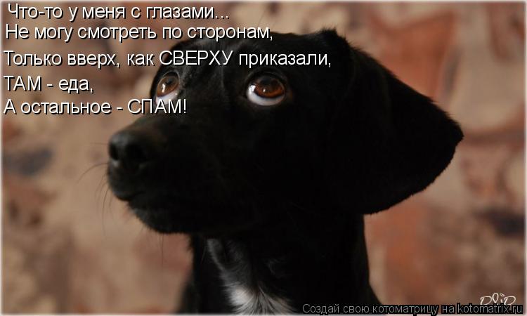 Котоматрица: Что-то у меня с глазами... Не могу смотреть по сторонам, Только вверх, как СВЕРХУ приказали, ТАМ - еда, А остальное - СПАМ!