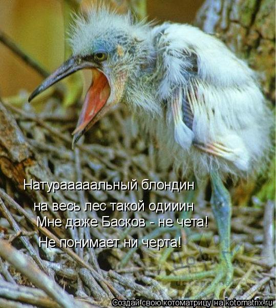 Котоматрица: Натурааааальный блондин на весь лес такой одииин Мне даже Басков - не чета! Не понимает ни черта!
