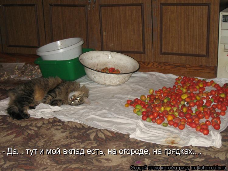 Котоматрица: - Да... тут и мой вклад есть, на огороде, на грядках....