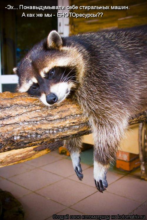 Котоматрица: -Эх... Понавыдумывали себе стиральных машин. А как же мы - ЕНОТОресурсы??