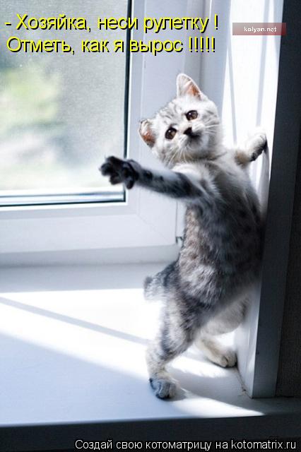 Котоматрица: - Хозяйка, неси рулетку ! Отметь, как я вырос !!!!!