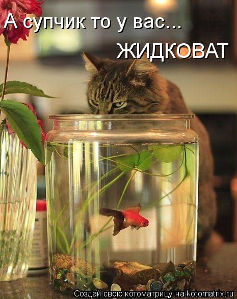 Котоматрица: А супчик то у вас... ЖИДКОВАТ