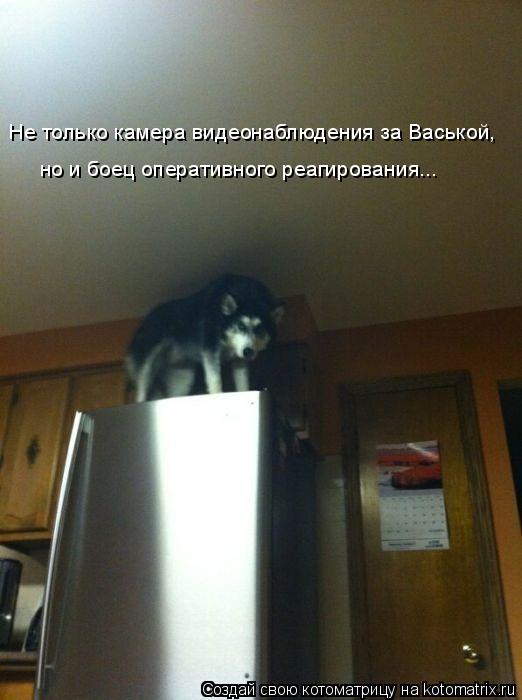 Котоматрица: Не только камера видеонаблюдения за Васькой, но и боец оперативного реагирования...
