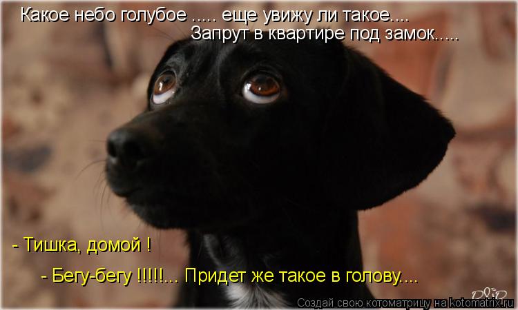 Котоматрица: Какое небо голубое ..... еще увижу ли такое.... Запрут в квартире под замок..... - Тишка, домой ! - Бегу-бегу !!!!!... Придет же такое в голову....