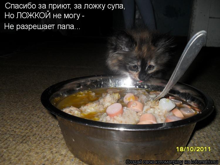 Котоматрица: Спасибо за приют, за ложку супа, Но ЛОЖКОЙ не могу - Не разрешает папа...