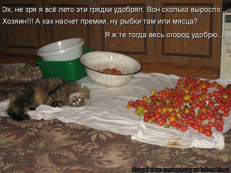 Котоматрица: Эх, не зря я всё лето эти грядки удобрял. Вон сколько выросло... Хозяин!!! А как насчет премии, ну рыбки там или мясца? Я ж те тогда весь огород у