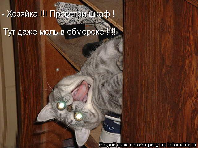 Котоматрица: - Хозяйка !!! Проветри шкаф ! Тут даже моль в обмороке !!!!