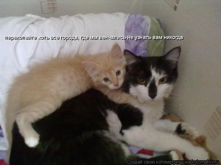 Котоматрица: перекопайте хоть все города, где мы венчались не узнать вам никогда