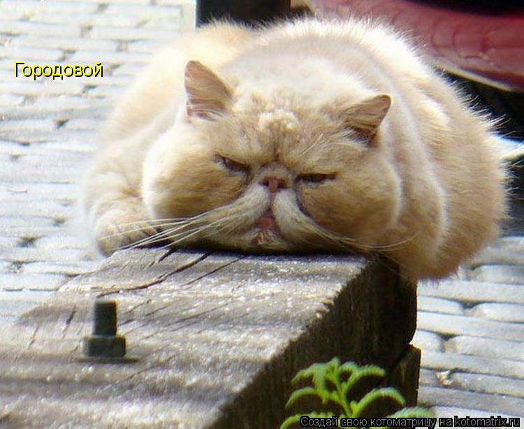 Котоматрица: Городовой