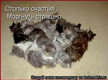Котоматрица: Столько счастья! Моргнуть страшно