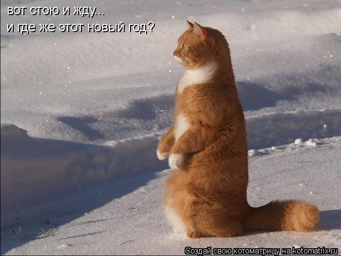 Котоматрица: вот стою и жду... и где же этот новый год?