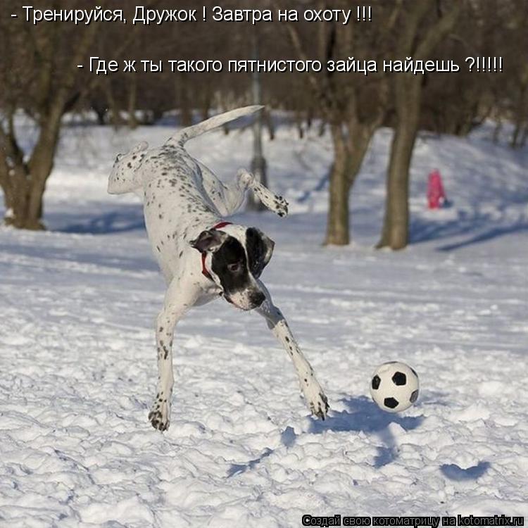 Котоматрица: - Тренируйся, Дружок ! Завтра на охоту !!! - Где ж ты такого пятнистого зайца найдешь ?!!!!!