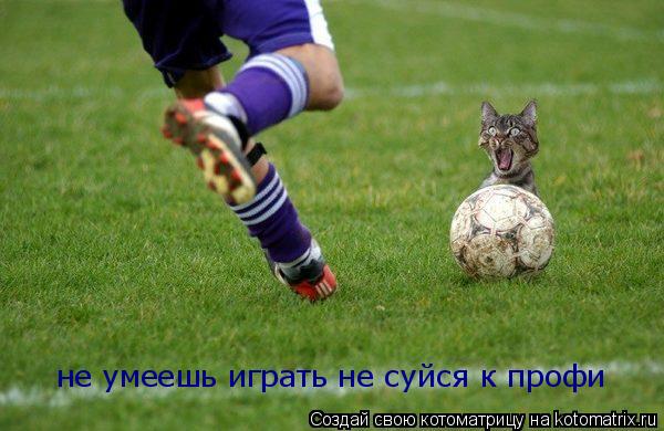 Котоматрица: не умеешь играть не суйся к профи