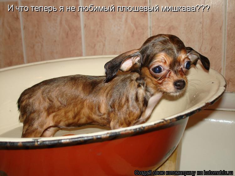 Котоматрица: И что теперь я не любимый плюшевый мишкааа???