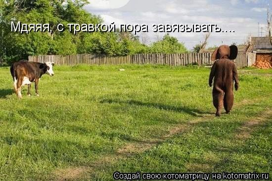 Мдяяя, с травкой пора завязывать....... Котоматрица: Мдяяя, с травкой пора завязывать....