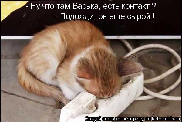 - Ну что там Васька, есть контакт ? - Подожди, он еще сырой !... Котоматрица: - Ну что там Васька, есть контакт ? - Подожди, он еще сырой !