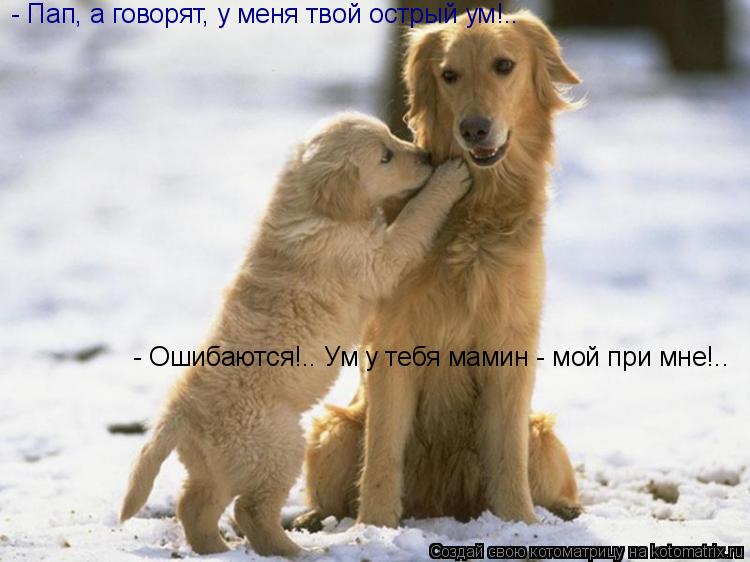 - Пап, а говорят, у меня твой острый ум!.. - Ошибаются!.. Ум у тебя мамин - мой при мне!..... Котоматрица: - Пап, а говорят, у меня твой острый ум!.. - Ошибаются!.. Ум у тебя мамин - мой при мне!..