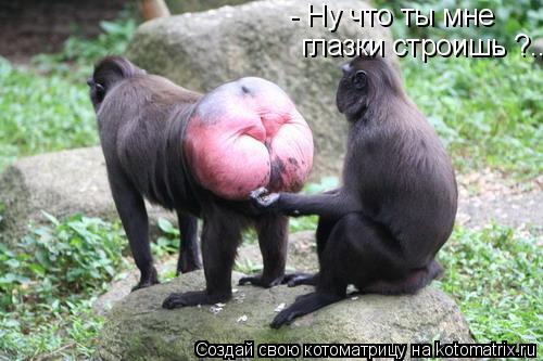 - Ну что ты мне глазки строишь ?....... Котоматрица: - Ну что ты мне глазки строишь ?....