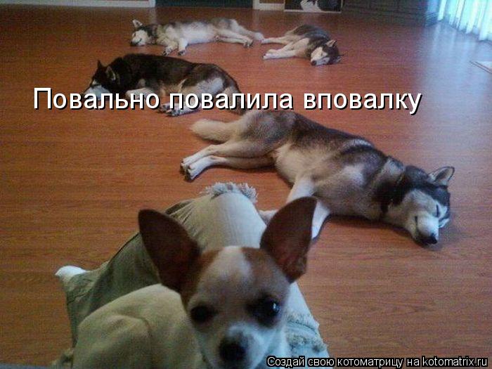 Повально повалила вповалку... Котоматрица: Повально повалила вповалку