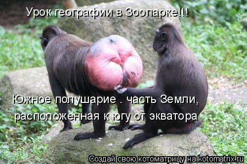 расположенная к югу от экватора Урок географии в Зоопарке!!! Южное полушарие — часть Земли,... Котоматрица: расположенная к югу от экватора Урок географии в Зоопарке!!! Южное полушарие — часть Земли,