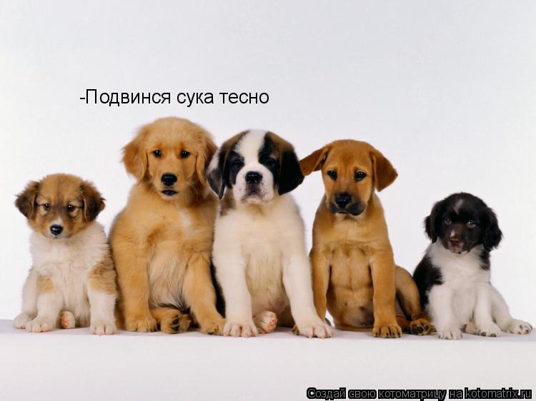 -Подвинся сука тесно... Котоматрица: -Подвинся сука тесно