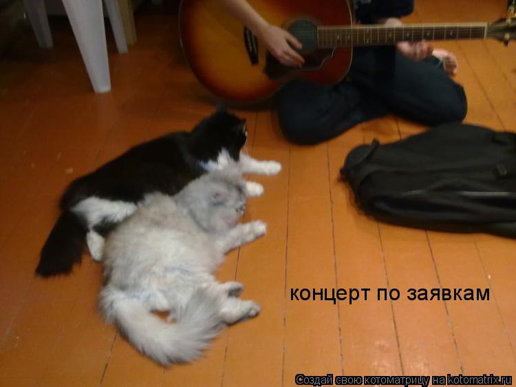 концерт по заявкам... Котоматрица: концерт по заявкам