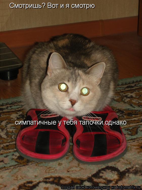 Смотришь? Вот и я смотрю симпатичные у тебя тапочки,однако... Котоматрица: Смотришь? Вот и я смотрю симпатичные у тебя тапочки,однако