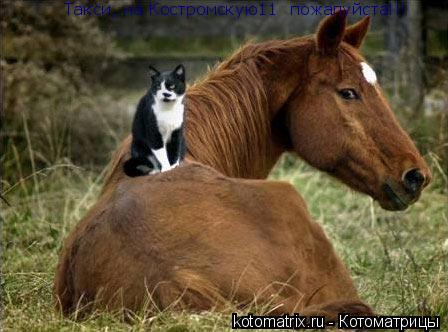 Такси, на Костромскую11 пожалуйста!!!... Котоматрица: Такси, на Костромскую11 пожалуйста!!!