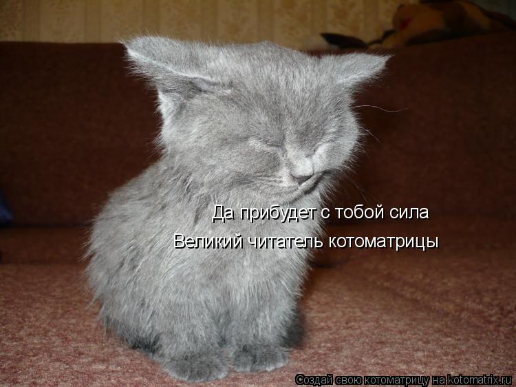 Да прибудет с тобой сила Великий читатель котоматрицы... Котоматрица: Да прибудет с тобой сила Великий читатель котоматрицы