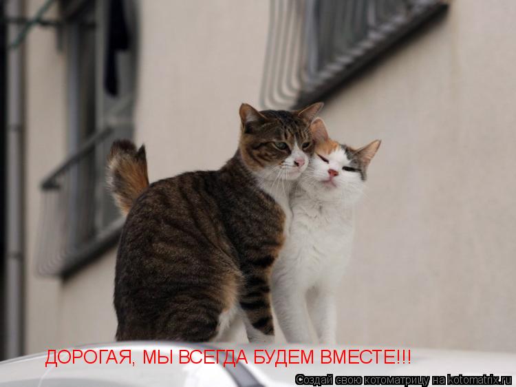 ДОРОГАЯ, МЫ ВСЕГДА БУДЕМ ВМЕСТЕ!!!... Котоматрица: ДОРОГАЯ, МЫ ВСЕГДА БУДЕМ ВМЕСТЕ!!!