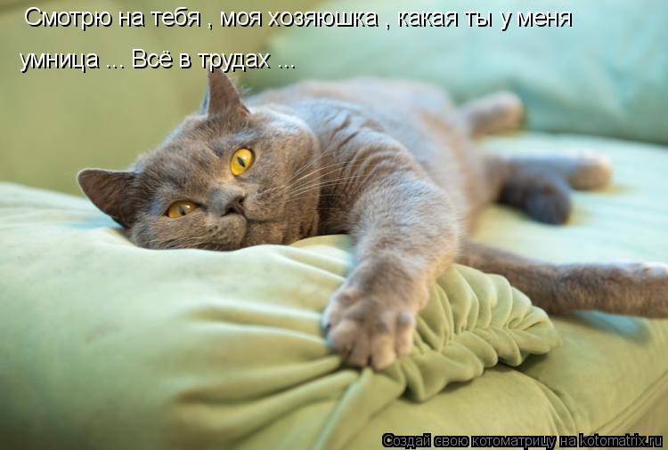Смотрю на тебя , моя хозяюшка , какая ты у меня умница ... Всё в трудах ...... Котоматрица: Смотрю на тебя , моя хозяюшка , какая ты у меня умница ... Всё в трудах ...