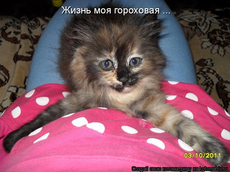Жизнь моя гороховая ...... Котоматрица: Жизнь моя гороховая ...