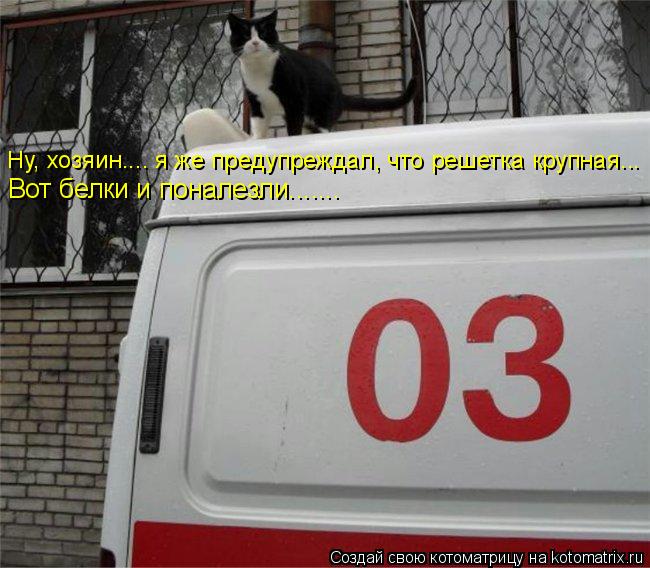 Ну, хозяин.... я же предупреждал, что решетка крупная... Вот белки и поналезли.......... Котоматрица: Ну, хозяин.... я же предупреждал, что решетка крупная... Вот белки и поналезли.......