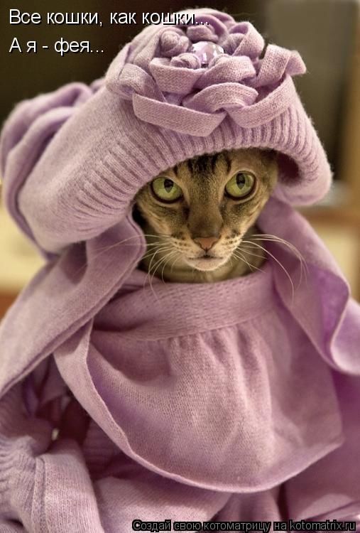 Все кошки, как кошки... А я - фея...... Котоматрица: Все кошки, как кошки... А я - фея...