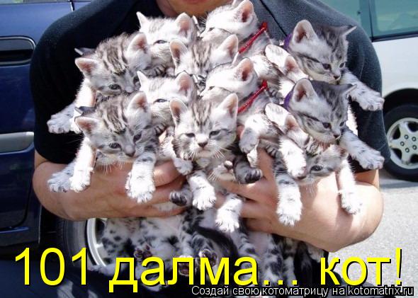 101 далма... кот!... Котоматрица: 101 далма... кот!