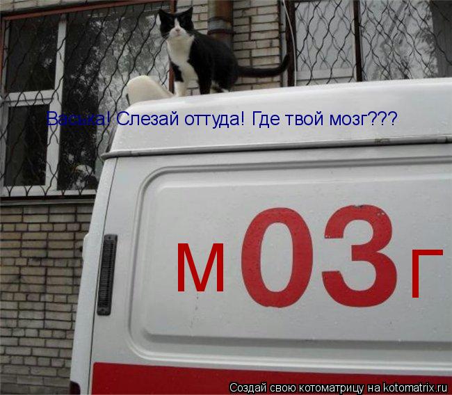 Васька! Слезай оттуда! Где твой мозг??? М Г Г... Котоматрица: Васька! Слезай оттуда! Где твой мозг??? М Г Г