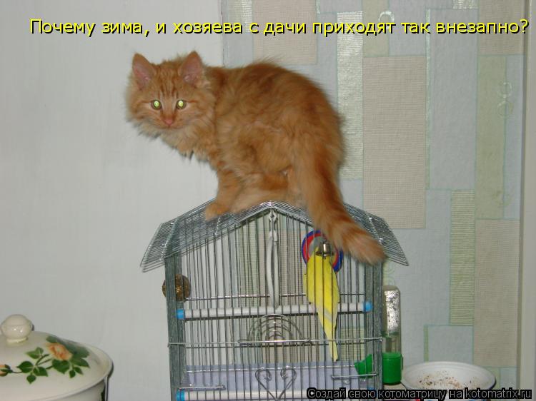 Почему зима, и хозяева с дачи приходят так внезапно?... Котоматрица: Почему зима, и хозяева с дачи приходят так внезапно?