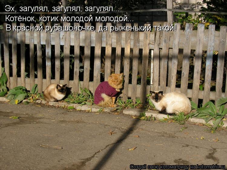Эх, загулял, загулял, загулял... Котёнок, котик молодой молодой... В красной рубашоночке, да рыженьки... Котоматрица: Эх, загулял, загулял, загулял... Котёнок, котик молодой молодой... В красной рубашоночке, да рыженький такой!