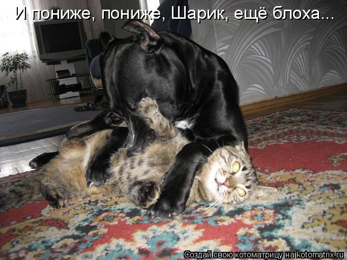 И пониже, пониже, Шарик, ещё блоха...... Котоматрица: И пониже, пониже, Шарик, ещё блоха...