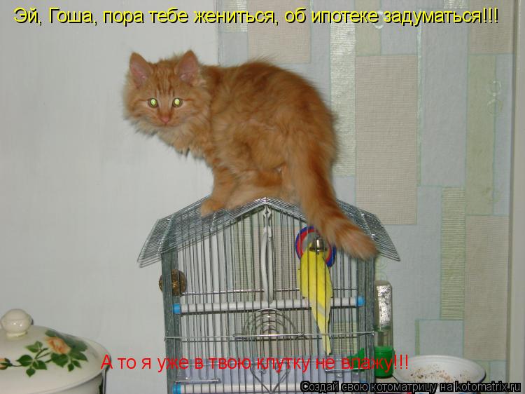 Эй, Гоша, пора тебе жениться, об ипотеке задуматься!!! А то я уже в твою клутку не влажу!!!... Котоматрица: Эй, Гоша, пора тебе жениться, об ипотеке задуматься!!! А то я уже в твою клутку не влажу!!!