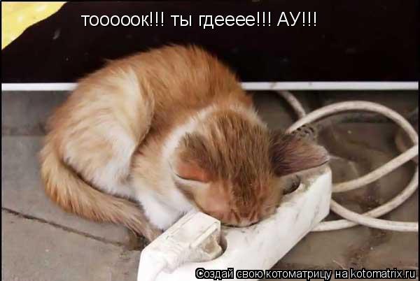 тооооок!!! ты гдееее!!! АУ!!!... Котоматрица: тооооок!!! ты гдееее!!! АУ!!!