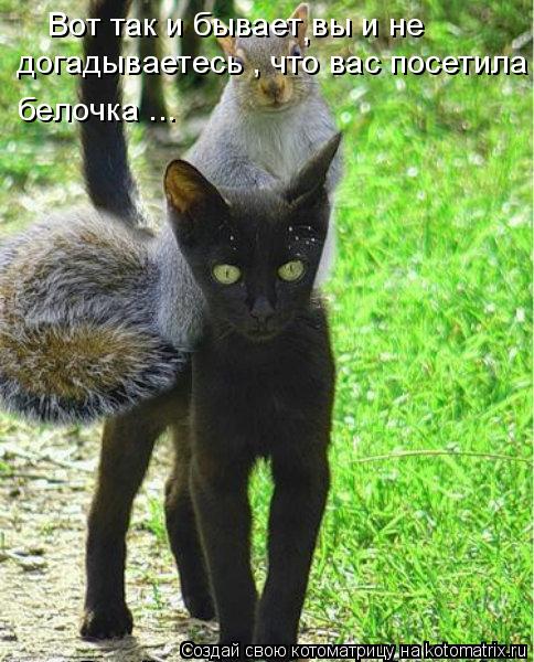 Вот так и бывает вы и не догадываетесь , что вас посетила белочка ... ,... Котоматрица: Вот так и бывает вы и не догадываетесь , что вас посетила белочка ... ,