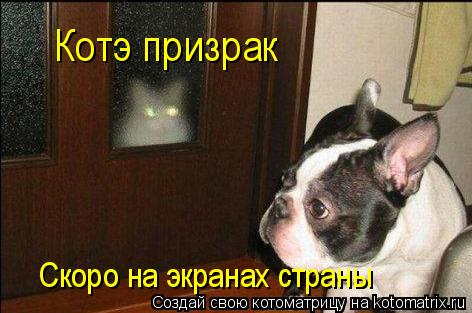 Котэ призрак Скоро на экранах страны... Котоматрица: Котэ призрак Скоро на экранах страны
