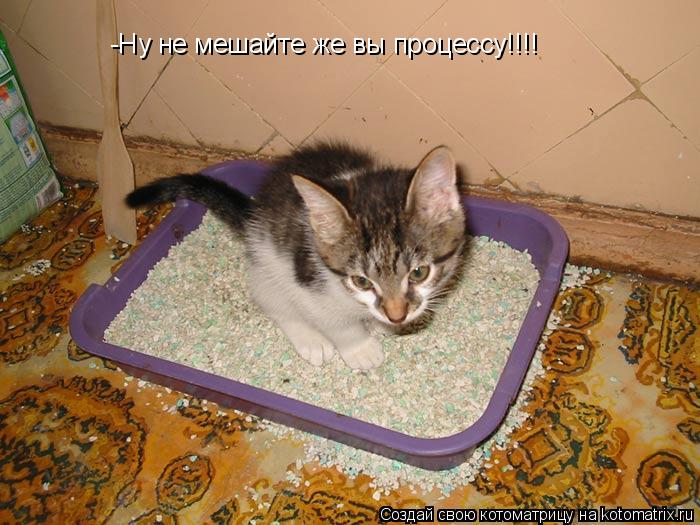 -Ну не мешайте же вы процессу!!!!... Котоматрица: -Ну не мешайте же вы процессу!!!!
